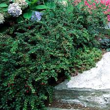 Attēlu rezultāti vaicājumam “Cotoneaster divaricatus”