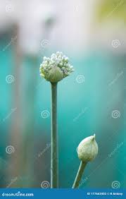 Attēlu rezultāti vaicājumam “Allium cepa bud”