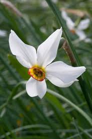 Attēlu rezultāti vaicājumam “Narcissus poeticus”