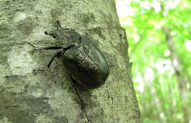 Attēlu rezultāti vaicājumam “Osmoderma barnabita”