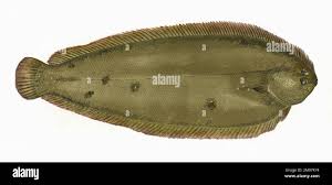 Image result for Solea solea