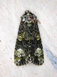 Attēlu rezultāti vaicājumam “Craniophora ligustri”