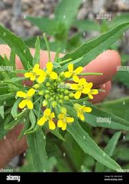 Attēlu rezultāti vaicājumam “Erysimum cheiranthoides”