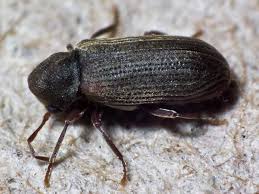 Attēlu rezultāti vaicājumam “Anobiidae”