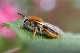 Attēlu rezultāti vaicājumam “Andrena haemorrhoa”