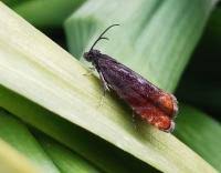 Attēlu rezultāti vaicājumam “Pammene rhediella”