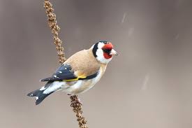 Attēlu rezultāti vaicājumam “Carduelis carduelis adult”
