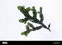 Attēlu rezultāti vaicājumam “Porella platyphylla macro”