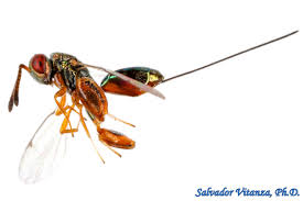 Attēlu rezultāti vaicājumam “Torymidae”