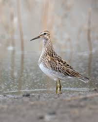 Image result for Calidris melanotos