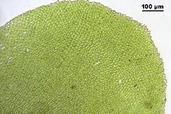 Attēlu rezultāti vaicājumam “Homalia trichomanoides”