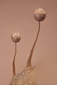 Attēlu rezultāti vaicājumam “Cribraria rubiginosa”