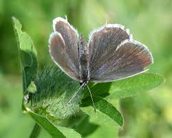 Attēlu rezultāti vaicājumam “Everes argiades female”
