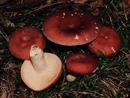 Attēlu rezultāti vaicājumam “Russula vesca”