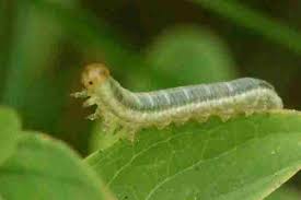 Attēlu rezultāti vaicājumam “Tenthredo mandibularis larva”