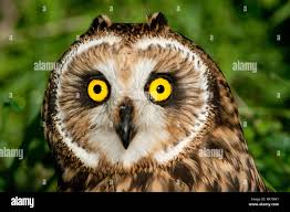 Attēlu rezultāti vaicājumam “Asio flammeus”