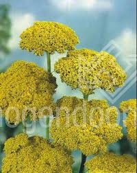 Image result for Achillea filipendulina