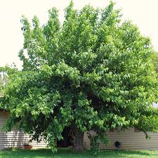 Attēlu rezultāti vaicājumam “Morus alba”