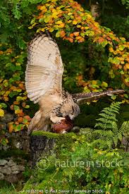 Attēlu rezultāti vaicājumam “Bubo bubo adult”