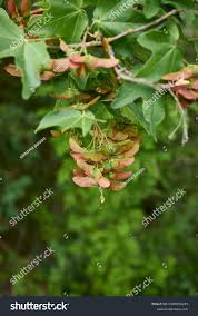 Attēlu rezultāti vaicājumam “Acer campestre fruit”