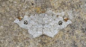 Attēlu rezultāti vaicājumam “Macaria notata”