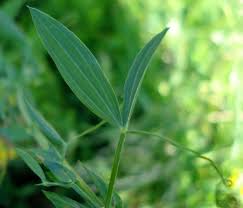 Attēlu rezultāti vaicājumam “Lathyrus pratensis leaf”