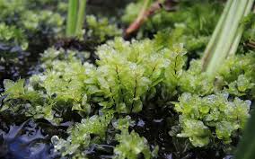 Attēlu rezultāti vaicājumam “Pseudobryum cinclidioides cells”