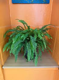 Image result for НЕФРОЛЕПИС (Nephrolepis