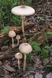 Attēlu rezultāti vaicājumam “Macrolepiota”