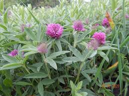 Attēlu rezultāti vaicājumam “Trifolium medium”