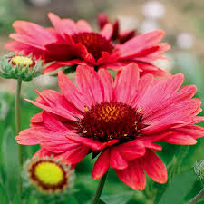 Image result for Gaillardia