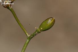 Attēlu rezultāti vaicājumam “Subularia aquatica”