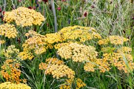 Attēlu rezultāti vaicājumam “Achillea salicifolia”