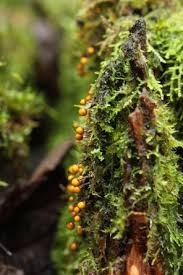 Attēlu rezultāti vaicājumam “Lamproderma debile sessile”