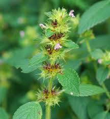 Attēlu rezultāti vaicājumam “Galeopsis tetrahit flower”