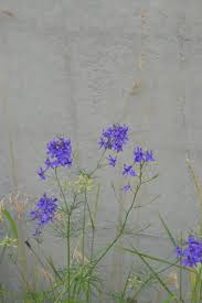 Attēlu rezultāti vaicājumam “Consolida regalis leaf”