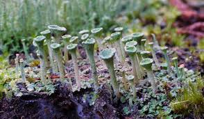 Attēlu rezultāti vaicājumam “Cladonia pyxidata”