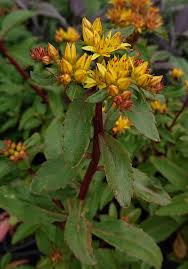 Attēlu rezultāti vaicājumam “Sedum aizoon”