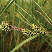 Attēlu rezultāti vaicājumam “Carex lasiocarpa leaf”