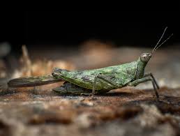 Attēlu rezultāti vaicājumam “Decticus verrucivorus nymph”