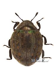 Attēlu rezultāti vaicājumam “Cytilus sericeus”