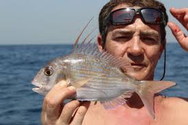 Image result for Pagrus