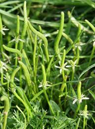 Attēlu rezultāti vaicājumam “Myosurus minimus flower”