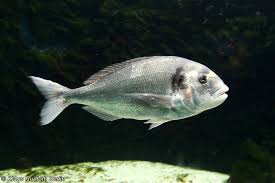 Image result for Sparus aurata