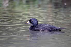 Attēlu rezultāti vaicājumam “Melanitta nigra male”
