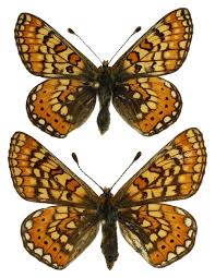 Attēlu rezultāti vaicājumam “Euphydrias aurinia”