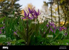 Attēlu rezultāti vaicājumam “Erythronium sibiricum”