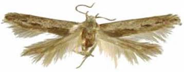 Attēlu rezultāti vaicājumam “Gelechia rhombella”