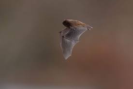 Attēlu rezultāti vaicājumam “Pipistrellus nathusii”