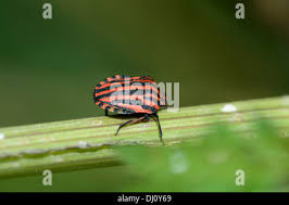 Attēlu rezultāti vaicājumam “Graphosoma lineatum nymph”